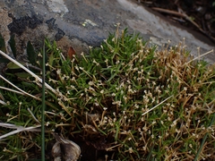 Scleranthus biflorus