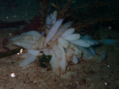Doryteuthis opalescens