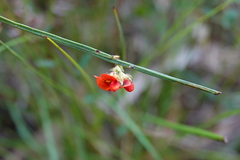 Daviesia alata