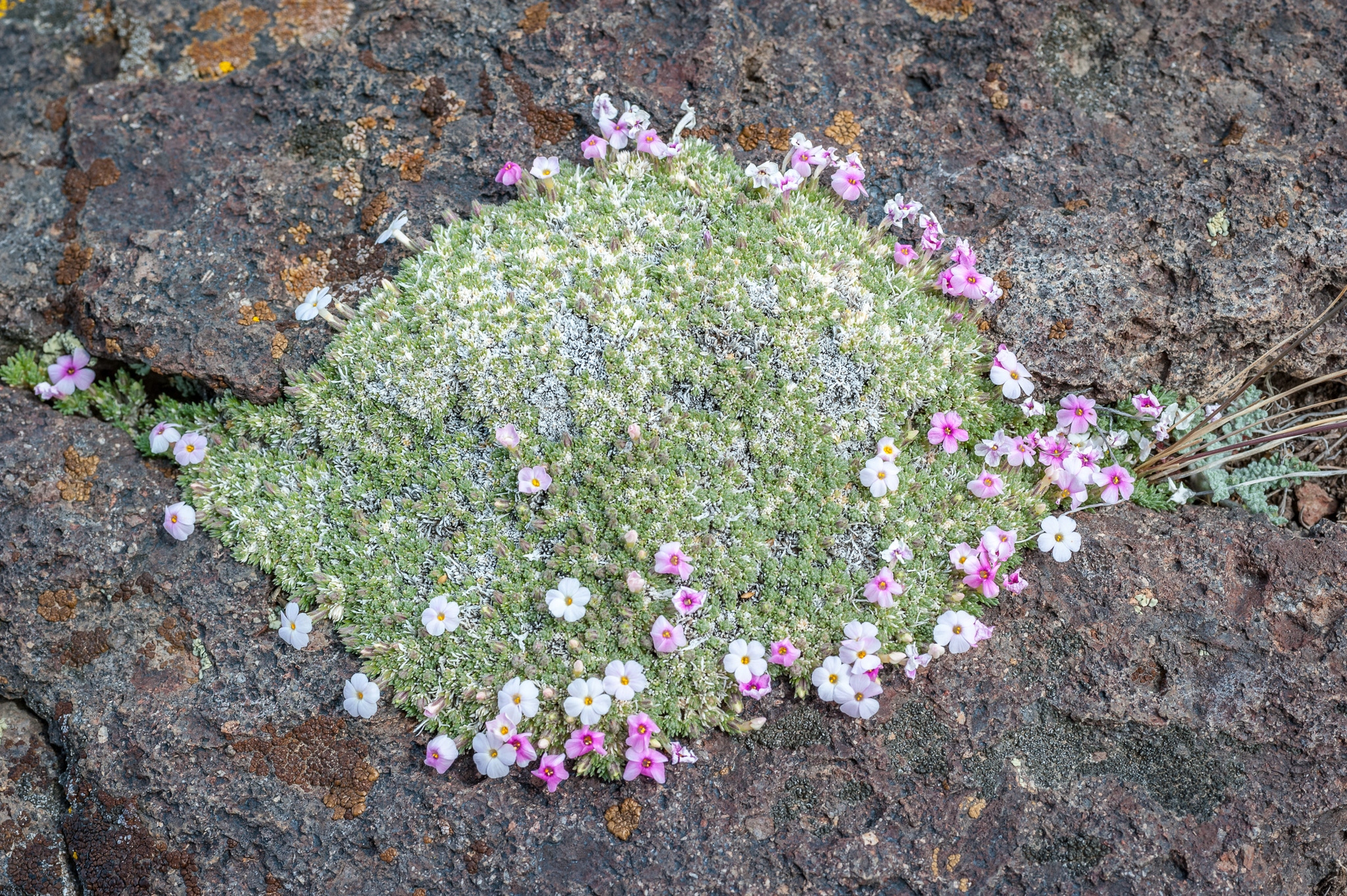 Phlox condensata
