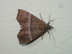 Catada vagalis