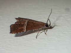 Catada vagalis