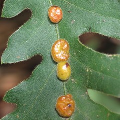 Xanthoteras eburneum