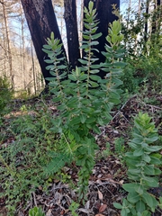 Arctostaphylos andersonii