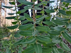 Arctostaphylos andersonii