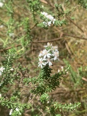 Olearia