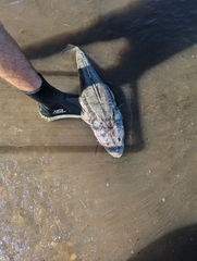 Platycephalidae