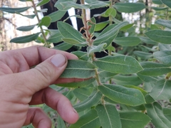 Arctostaphylos andersonii