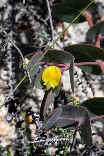 Image of Rafnia acuminata by (c) magriet b, some rights reserved (CC BY-SA)