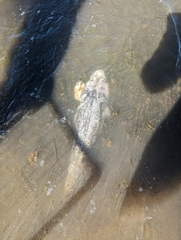 Platycephalidae