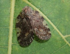 Aprivesa