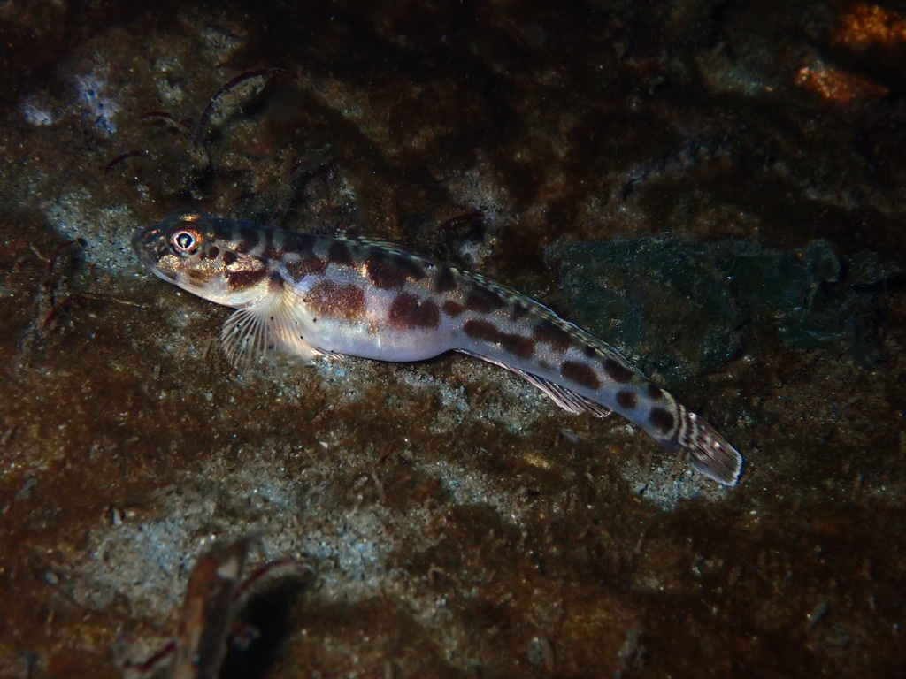 Bay goby (Lepidogobius lepidus) — Gobiidae
