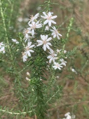 Olearia