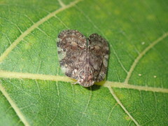 Aprivesa