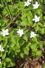 Anemonoides sciaphila