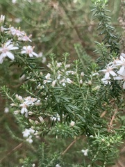Olearia