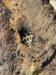 Tenguella marginalba