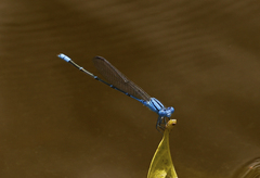 Pseudagrion cingillum
