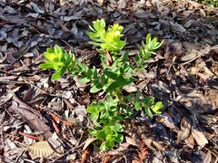 Arctostaphylos andersonii