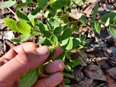 Arctostaphylos andersonii