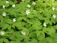 Anemonoides sciaphila