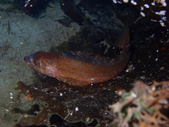 Hexagrammos stelleri