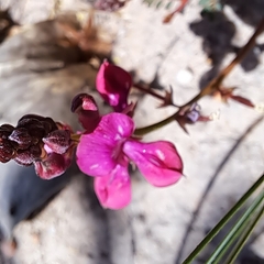 Indigofera capillaris