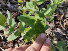 Arctostaphylos andersonii