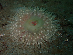Urticina clandestina