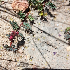 Indigofera capillaris