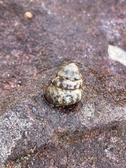 Bembicium auratum