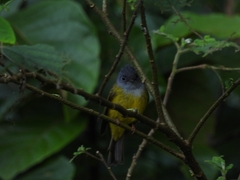 Culicicapa ceylonensis