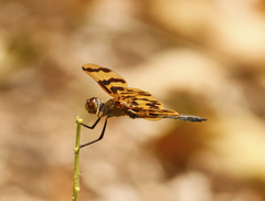 Rhyothemis graphiptera