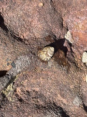 Bembicium auratum