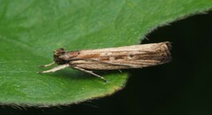 Helcystogramma phryganitis