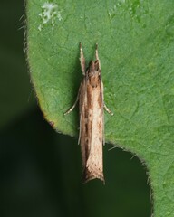 Helcystogramma phryganitis