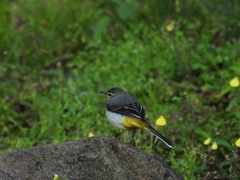Motacilla cinerea
