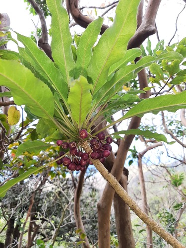 Cyanea angustifolia observed 2020-09-11