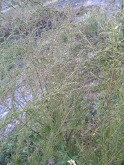 Artemisia capillaris
