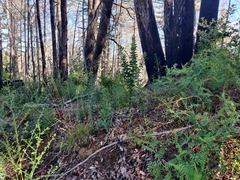 Arctostaphylos andersonii