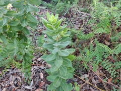 Arctostaphylos andersonii