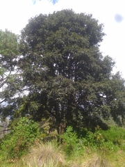 Quercus laurina