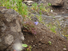 Aquilegia flabellata
