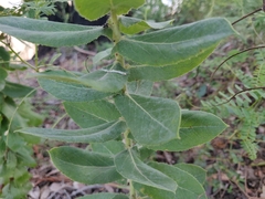 Arctostaphylos andersonii