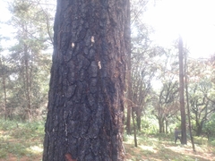 Dendroctonus frontalis