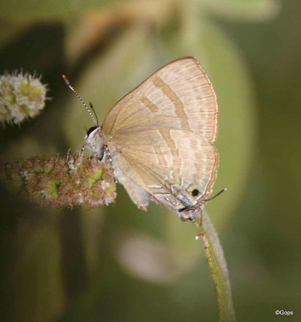 Rapala varuna