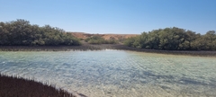 Avicennia marina