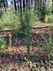 Arctostaphylos andersonii