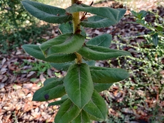 Arctostaphylos andersonii