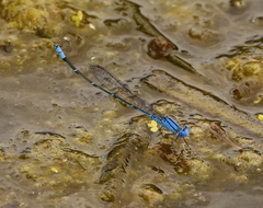 Pseudagrion cingillum